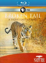 PBS:  .    / PBS: Nature - Broken Tail: A Tigers Last Journey (2011) BDRip