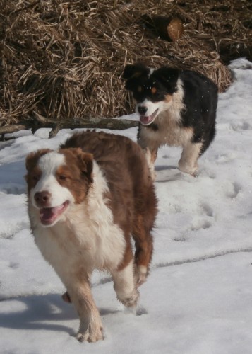 Мои собаки: Зена и Шива и их друзья весты - Страница 3 F35eecf6c0b9a5473fe0a23b832678af