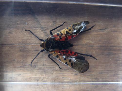 Насекомые №14 - Азиатский сверчок (Gryllidae)